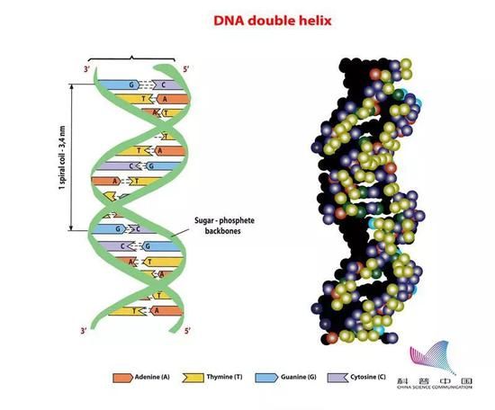 生命字母表喜提4名新成员 A、T、C、G分别代表啥？